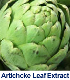 artichoke_leaf_extract