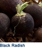 black radish