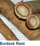 burdock