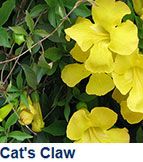 Cat's Claw