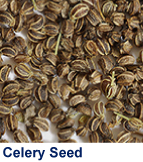 celery_seed