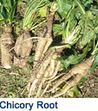 chicory root