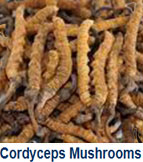 cordyceps