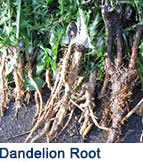 dandelion root