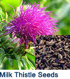 milk thistle seeds