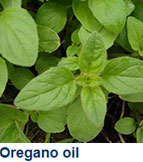 oregano_oil