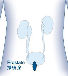 prostate body line art
