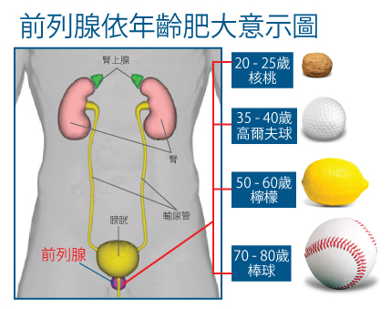 prostate-age-cycle