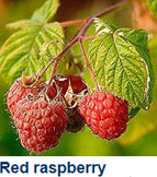 Red Raspberry