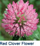 redclover