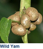 wild_yam