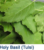 Holy_Basil