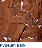 Pygeum_Africanum