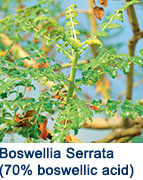 Boswelli Serrata