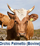bovine