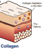 Collagen
