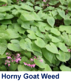 Horny Goat Weed