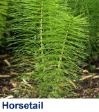 Horsetail