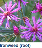 ironweed