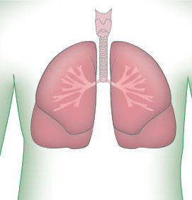 lungbody