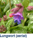 lungwort