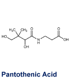 Pantothenic Acid