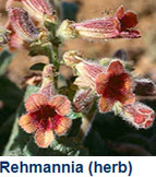 rehmannia