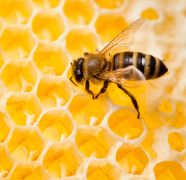 ANSSS Royal Jelly