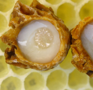ANSSS Royal Jelly