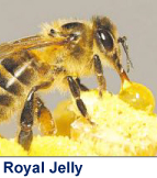 Royal Jelly