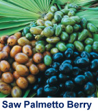 Saw Palmetto