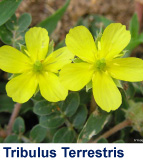 tribulus terrestris