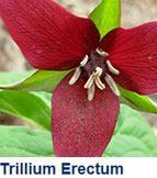 trillium_erectum