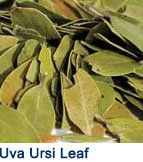 uva_ursi_leaf