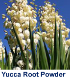 yucca_root